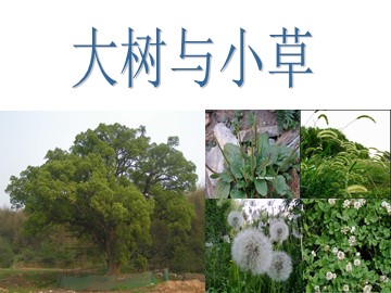 3.大树和小草