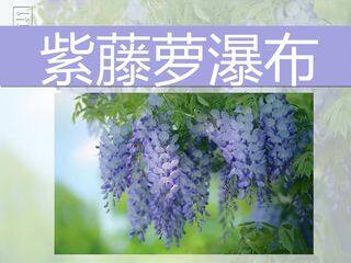 紫藤萝瀑布