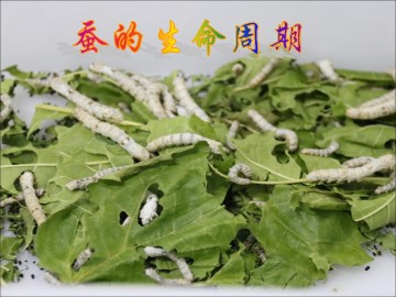 5.蚕的生命周期