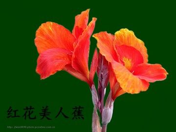 13 花钟