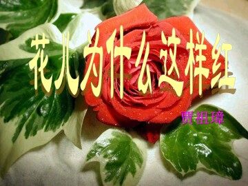 花儿为什么这样红_课件6