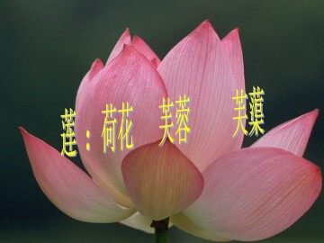爱莲说_课件1