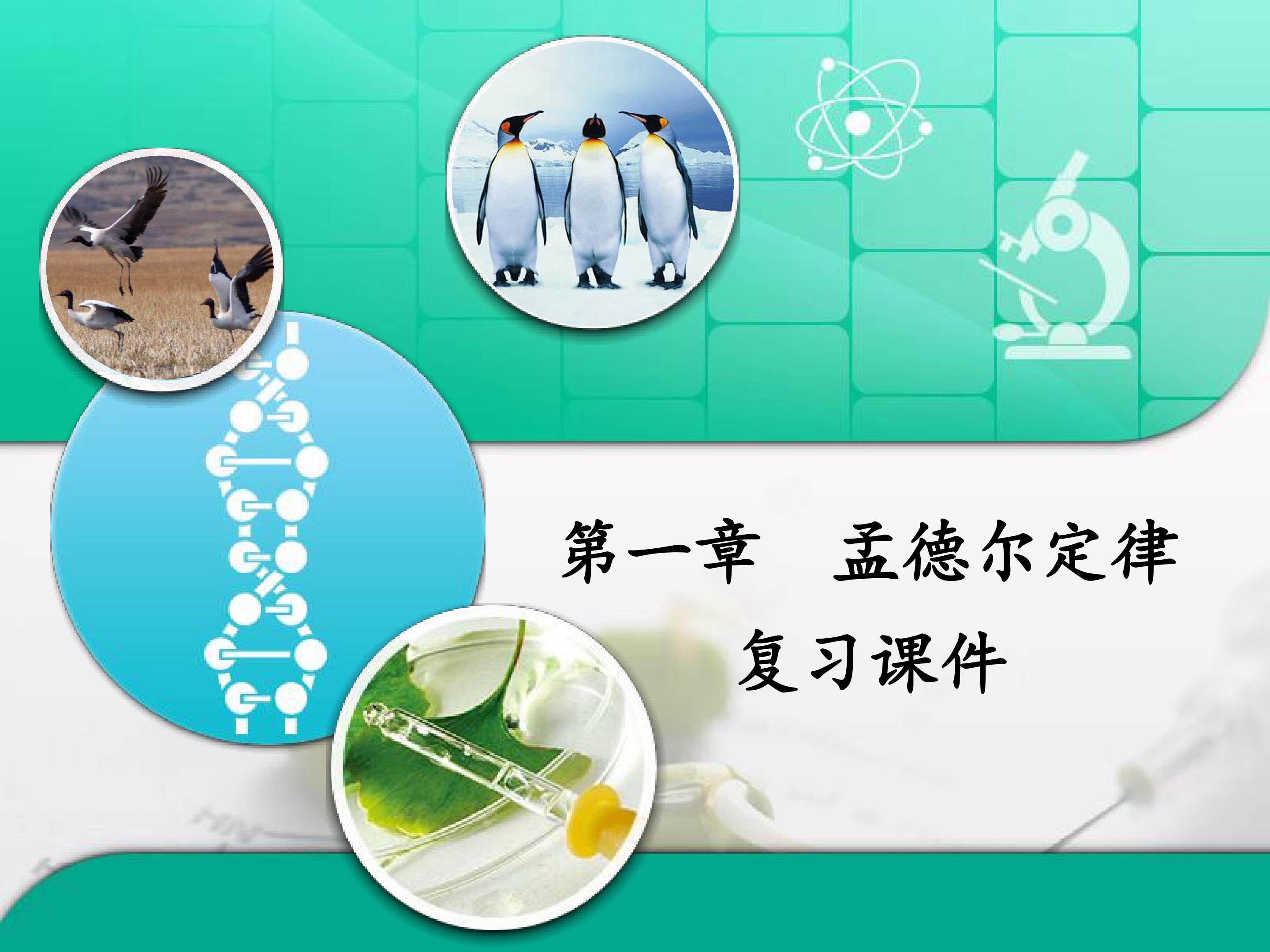 第一章 孟德尔定律 复习课件