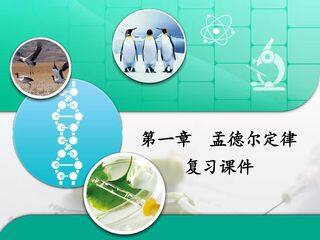 第一章 孟德尔定律 复习课件
