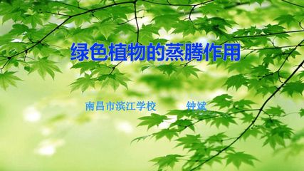 绿色植物的蒸腾作用