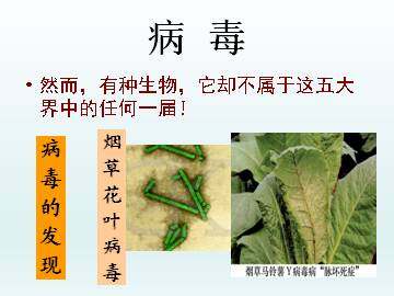 病毒_课件1