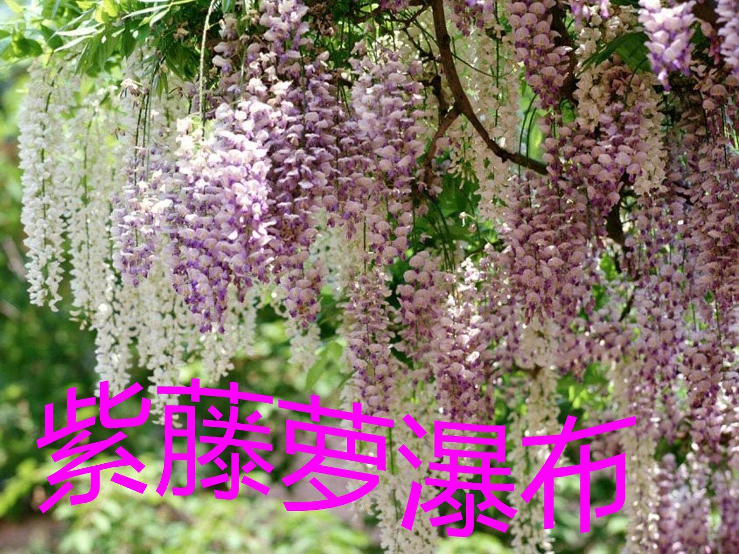 紫藤萝瀑布