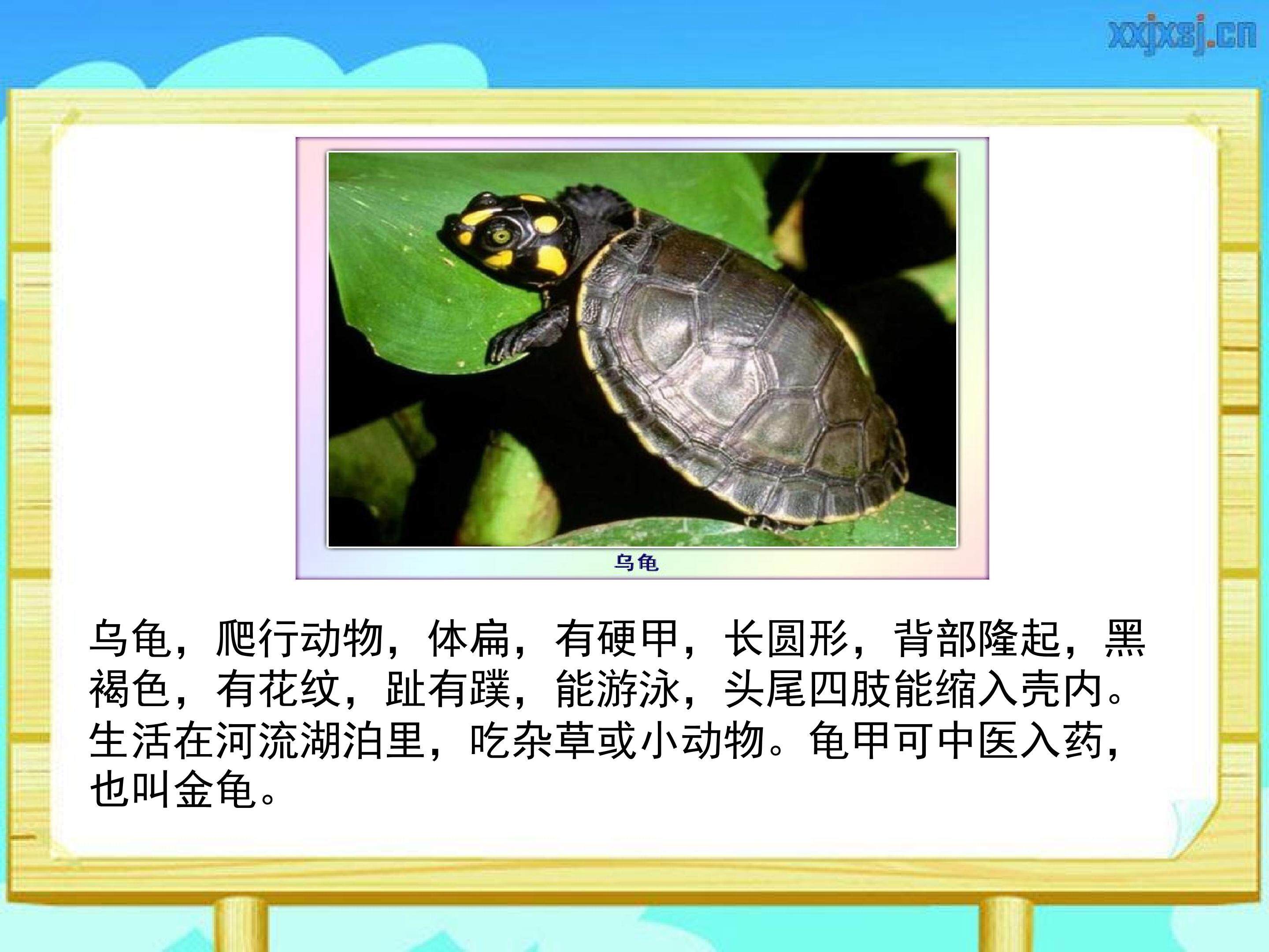 《小乌龟找工作》
