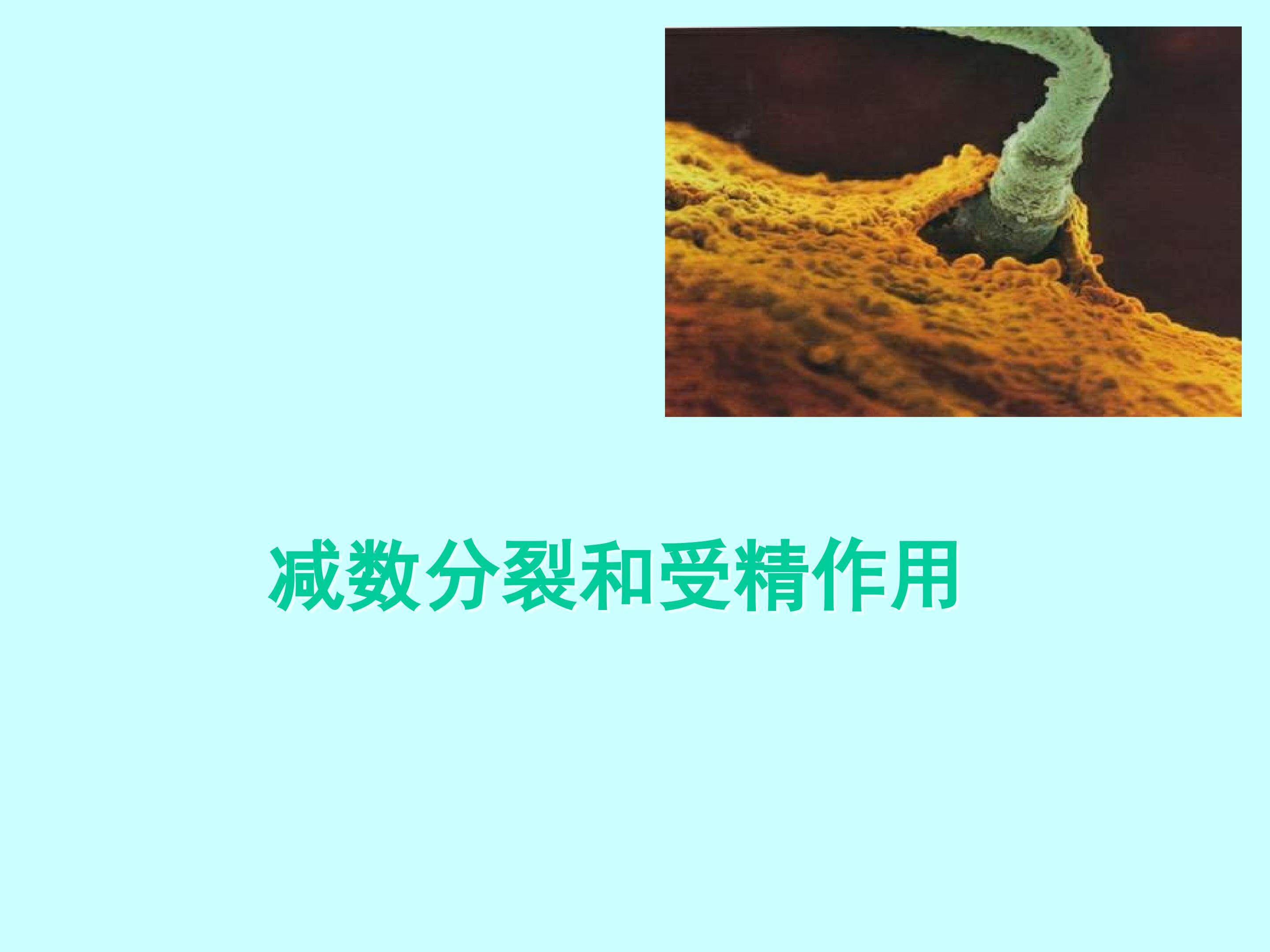 减数分裂和受精和受精作用