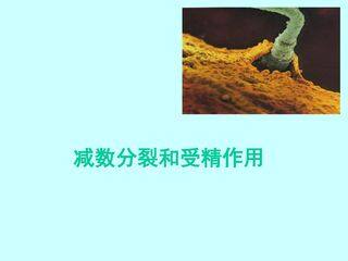 减数分裂和受精和受精作用