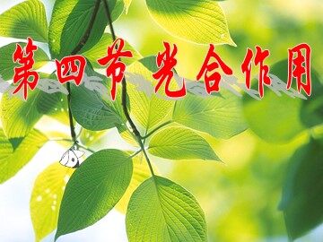 一  捕获光能的色素和结构