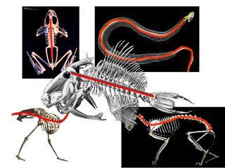 复习课件:脊椎动物