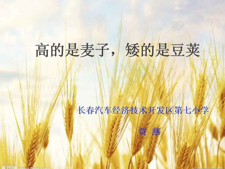 高的是麦子，矮的是豆荚