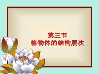 植物体的结构层次