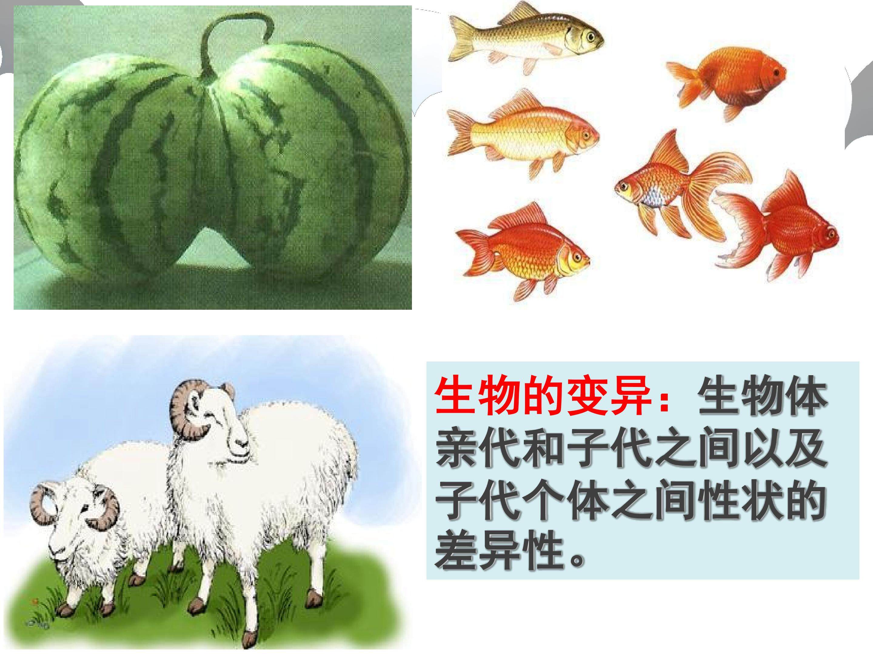基因突变和基因重组