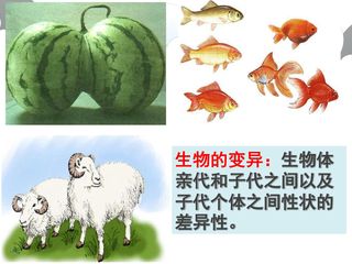 基因突变和基因重组