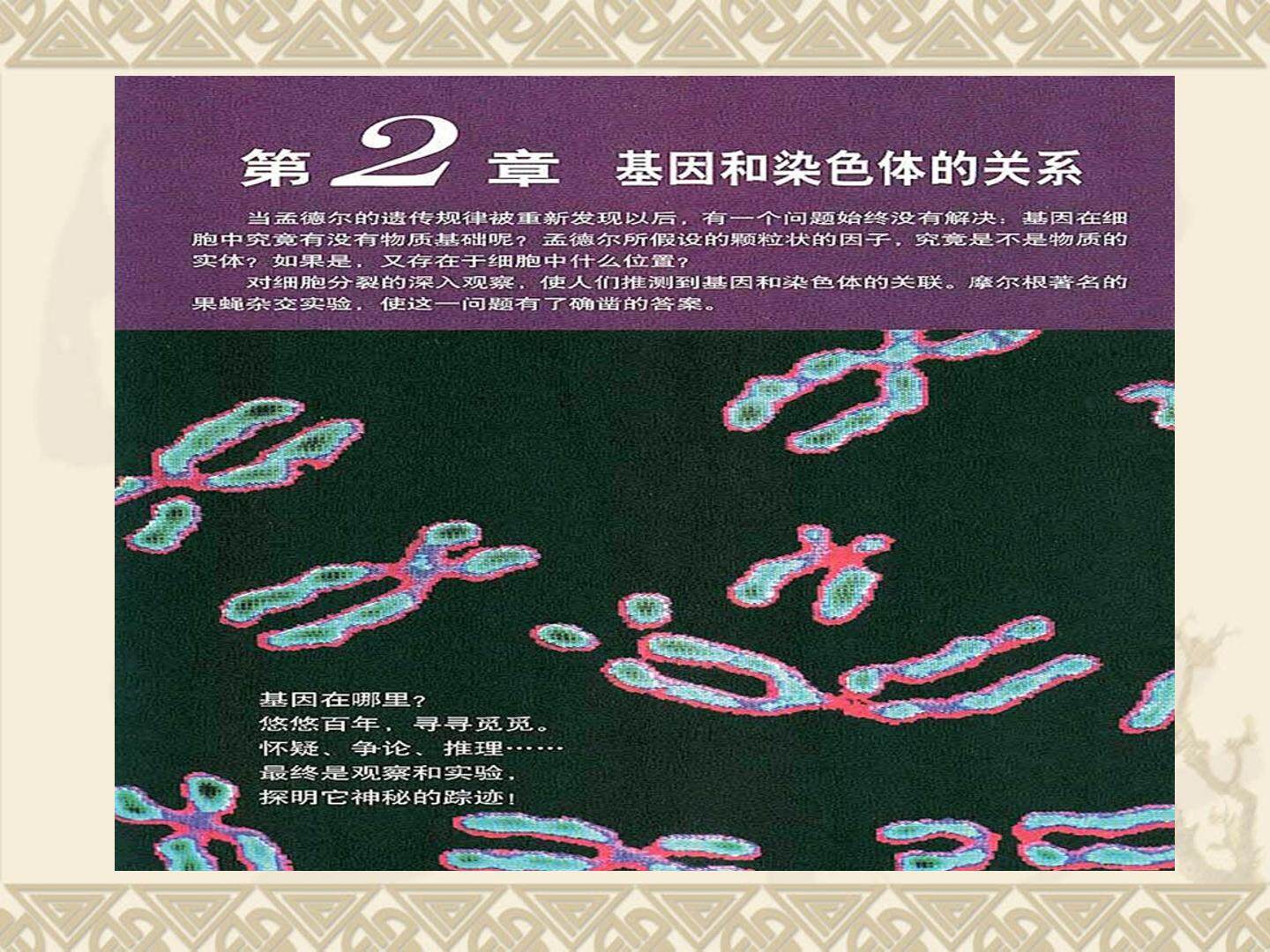 减数分裂和受精作用 课件（共199张PPT）