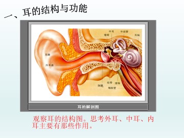 我们是怎样听到声音的_课件1