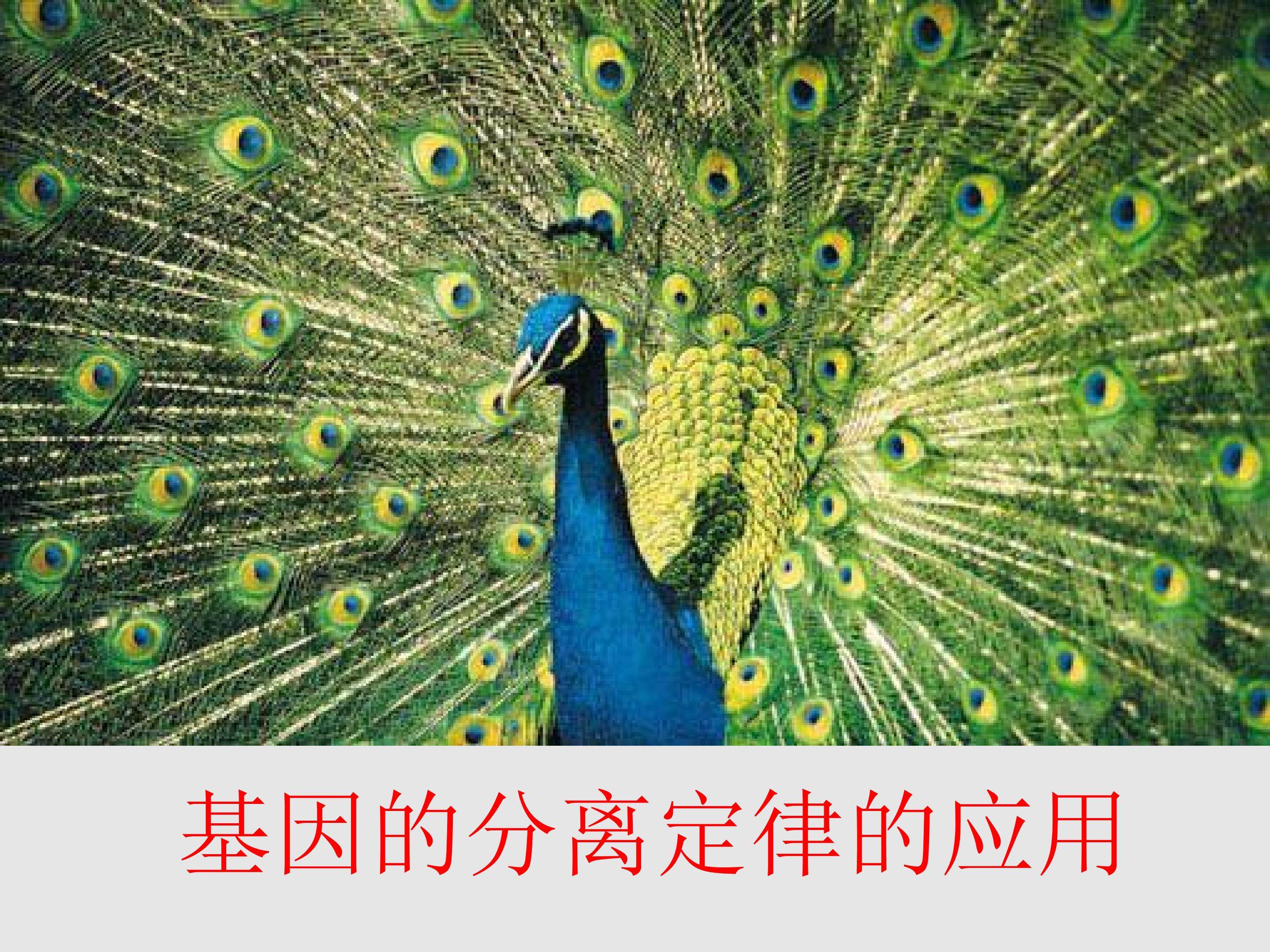 基因的分离定律的应用_课件1