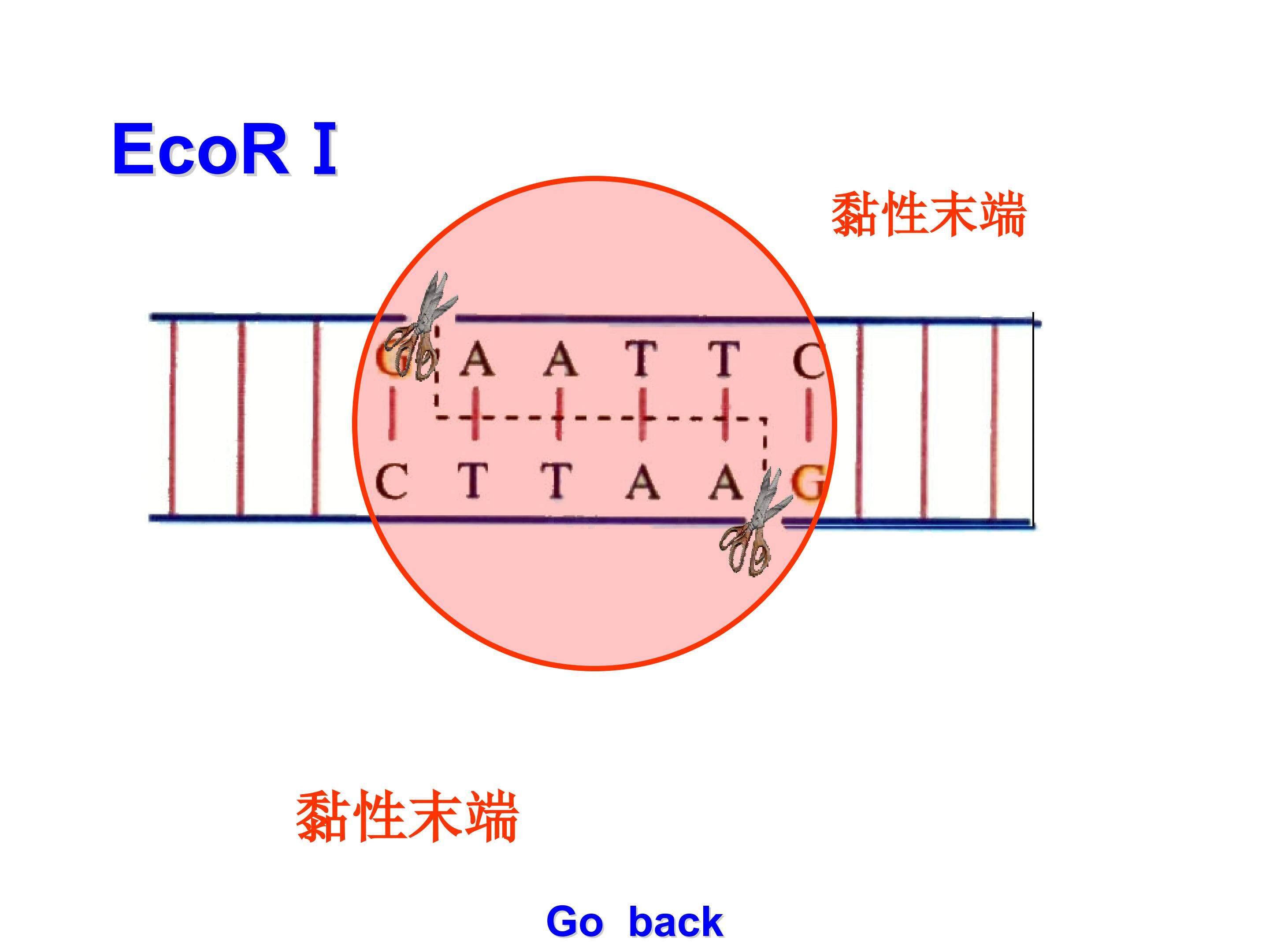 基因工程的基本操作程序
