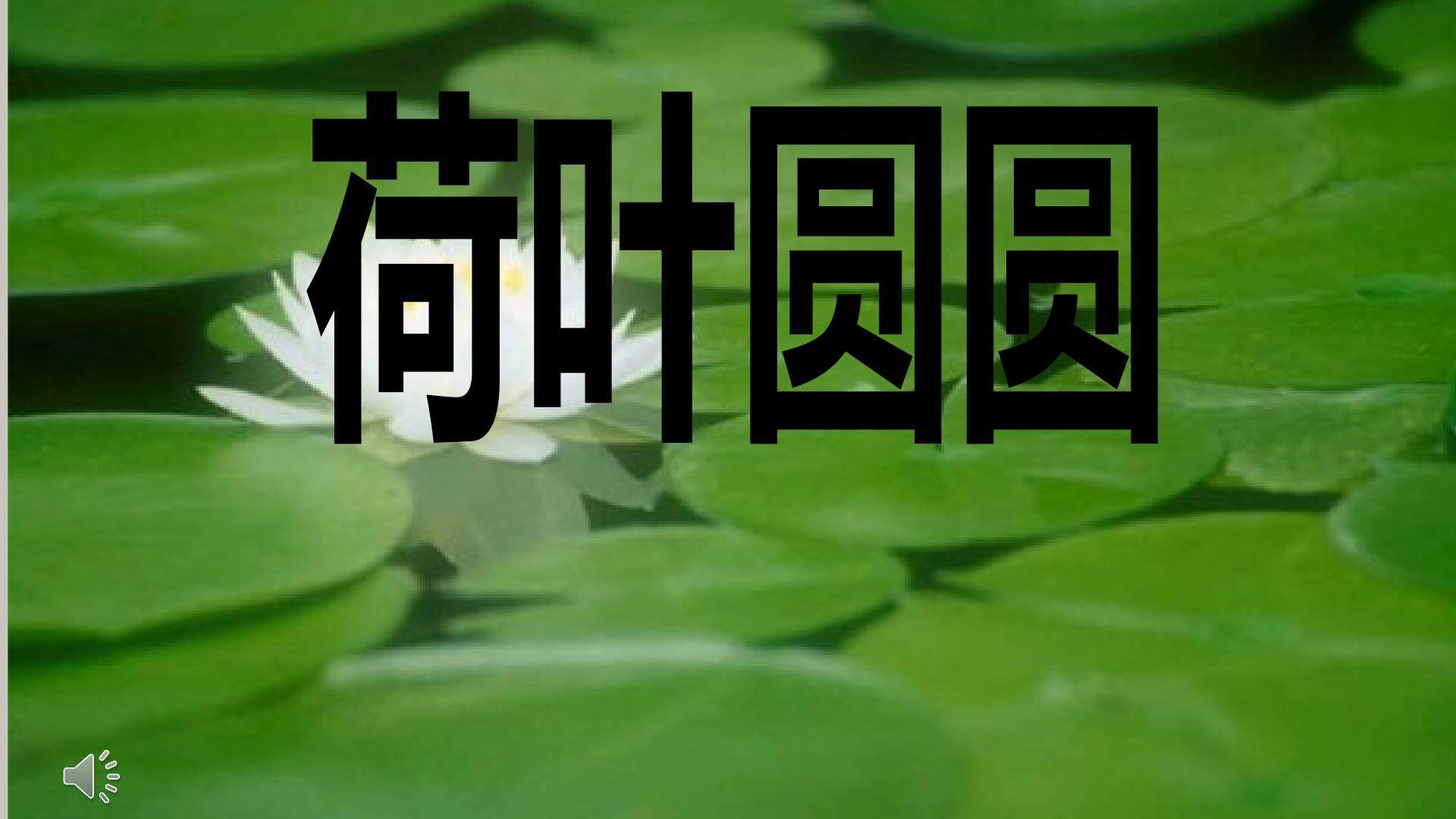 《荷叶圆圆》