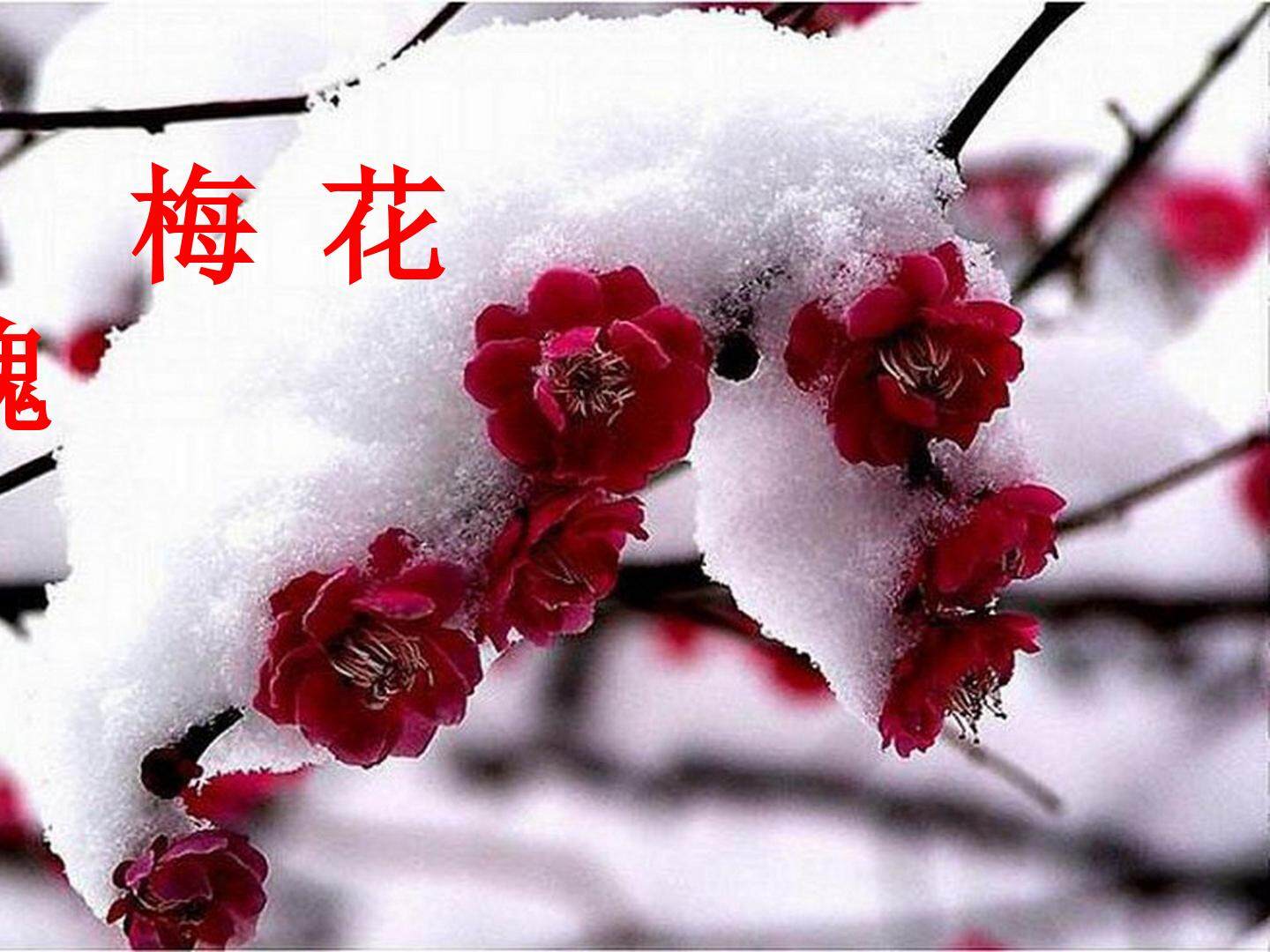 梅花魂