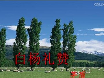 14  白杨礼赞