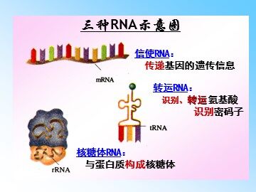 第1节  基因指导蛋白质的合成
