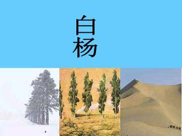 白杨_课件3