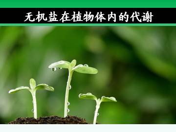 无机盐在植物体内的代谢_课件1