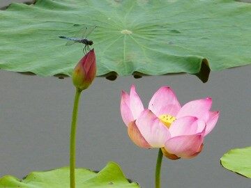 乡村四月