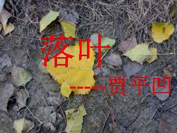 落叶_课件1