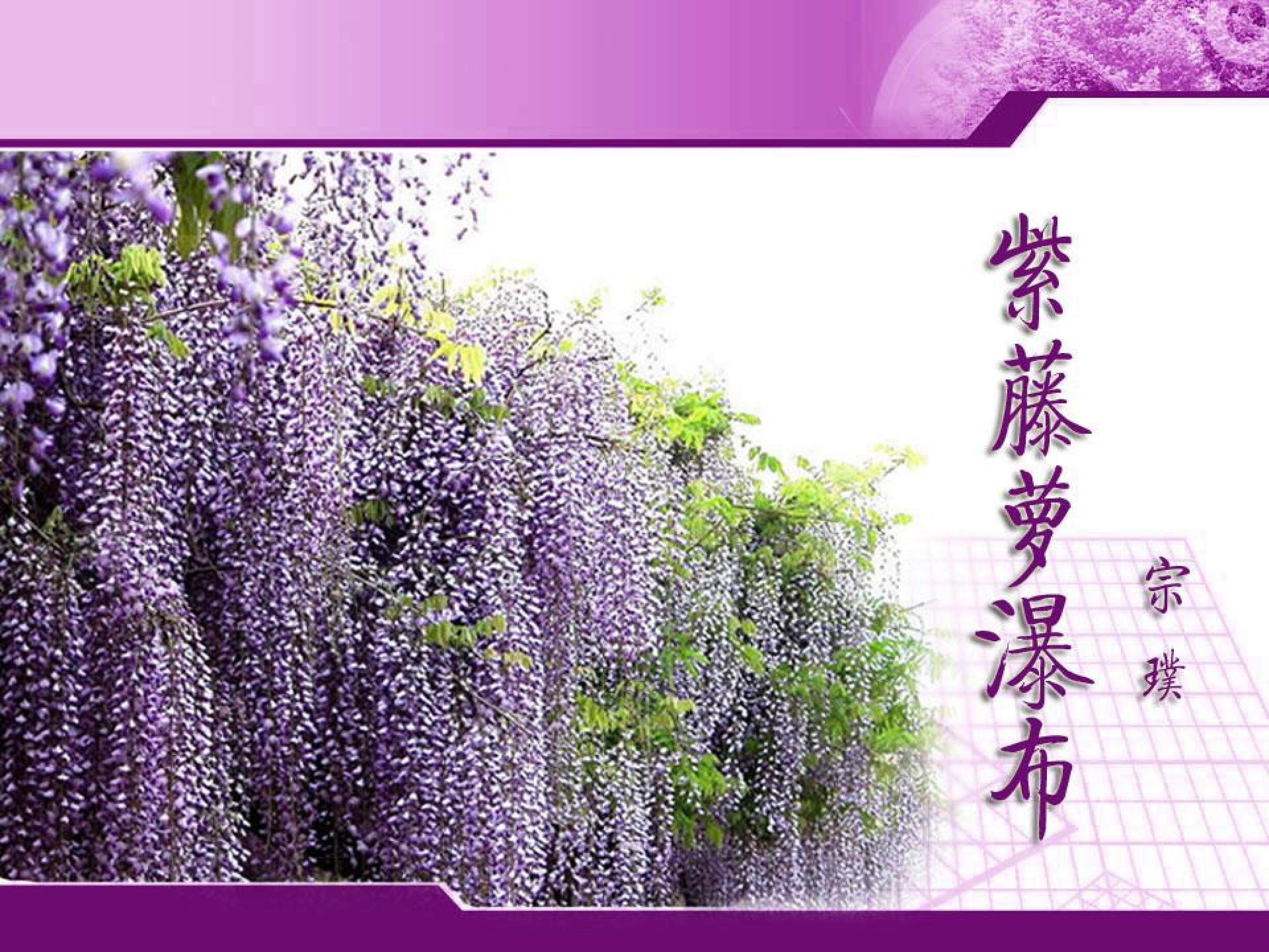 紫藤萝瀑布