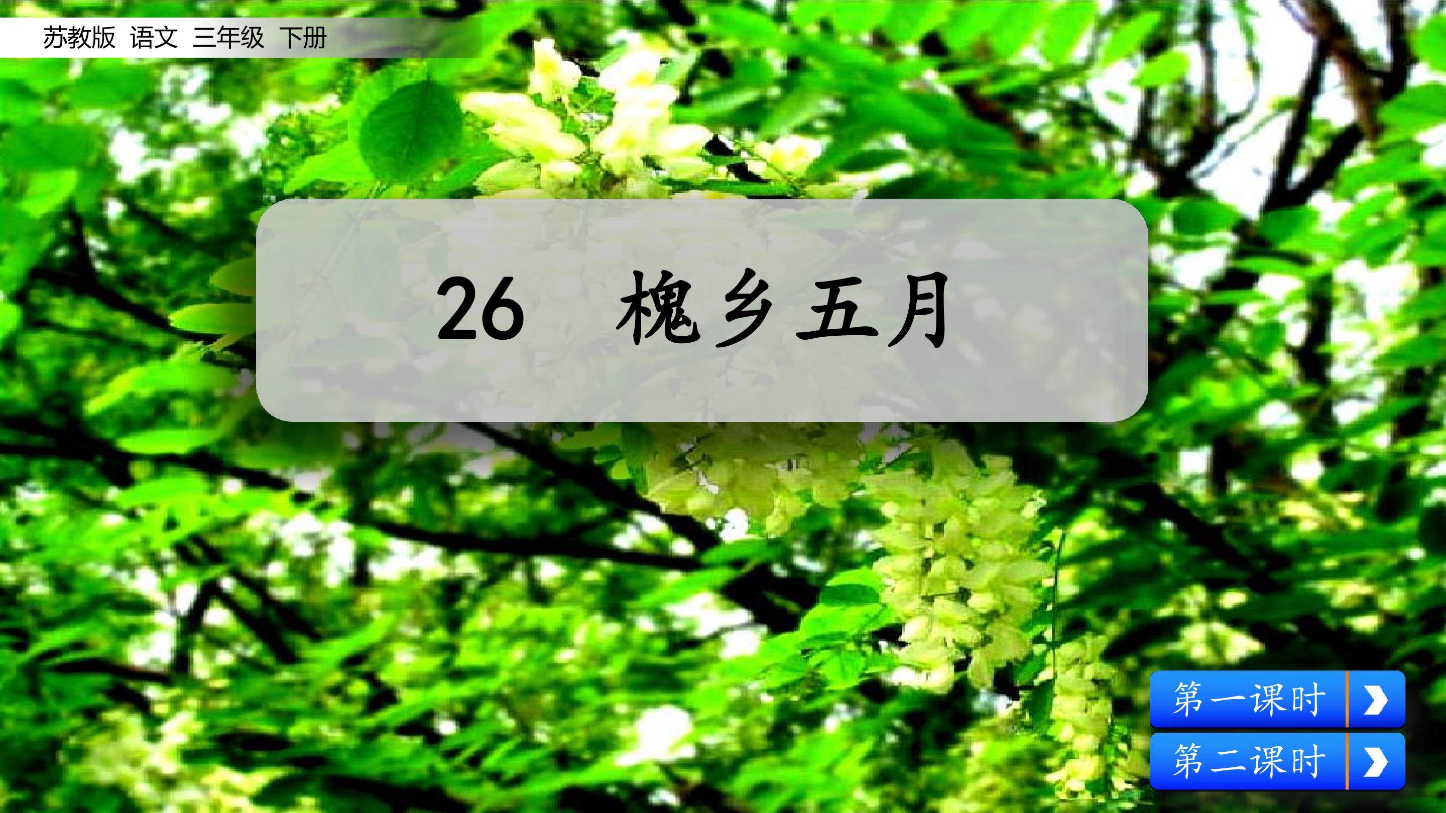 槐乡五月