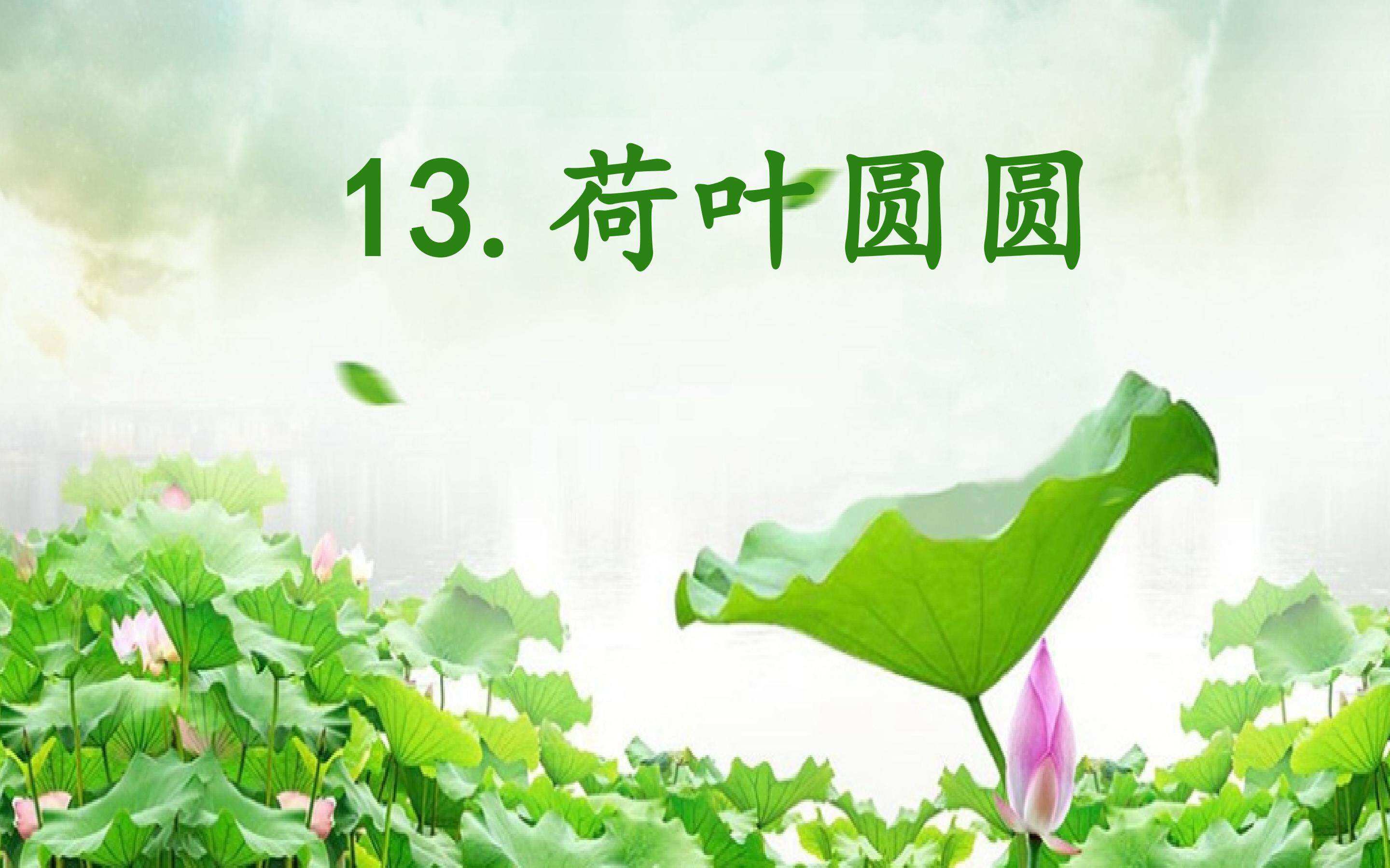 《荷叶圆圆》