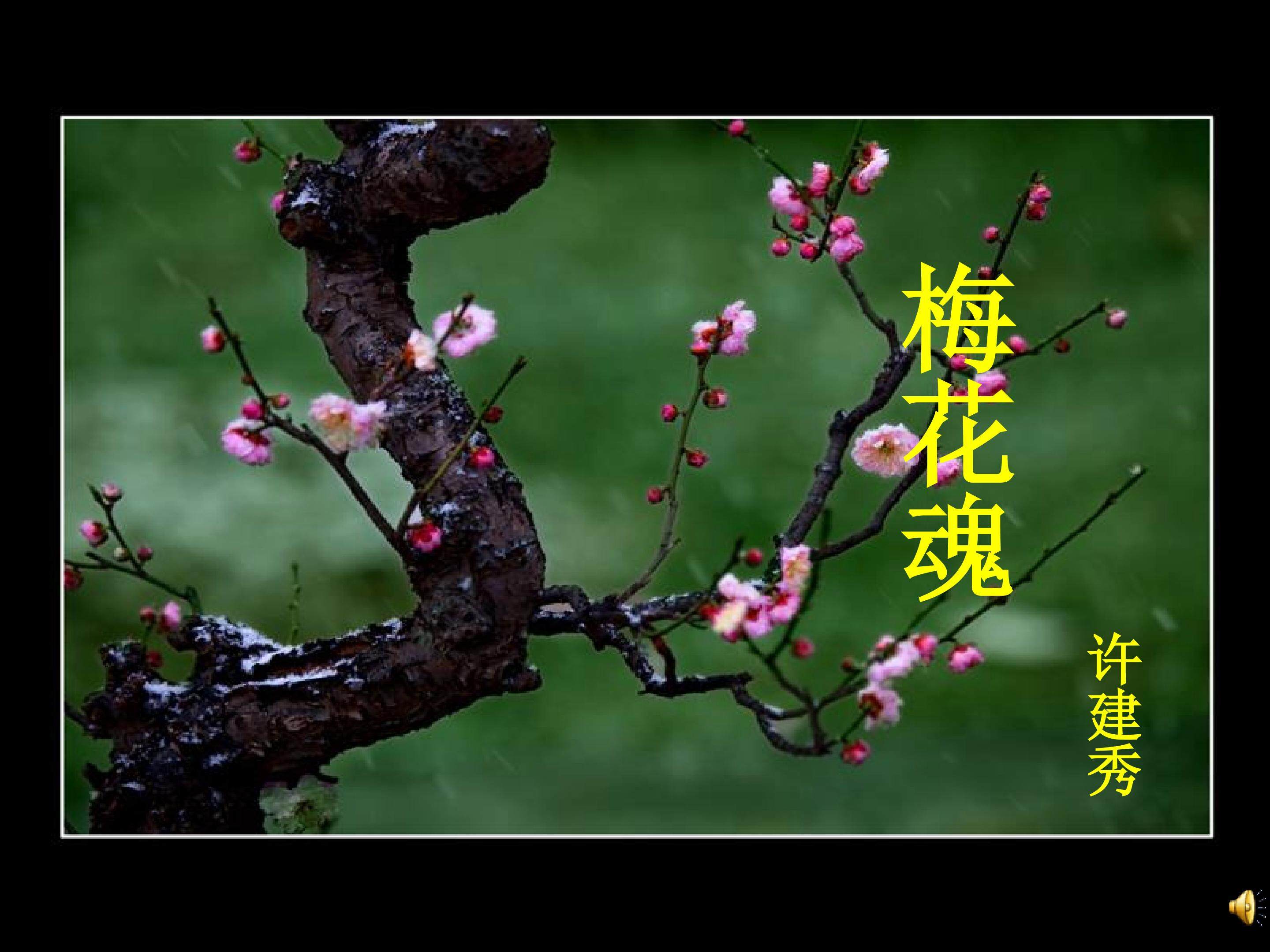 梅花魂 ppt课件