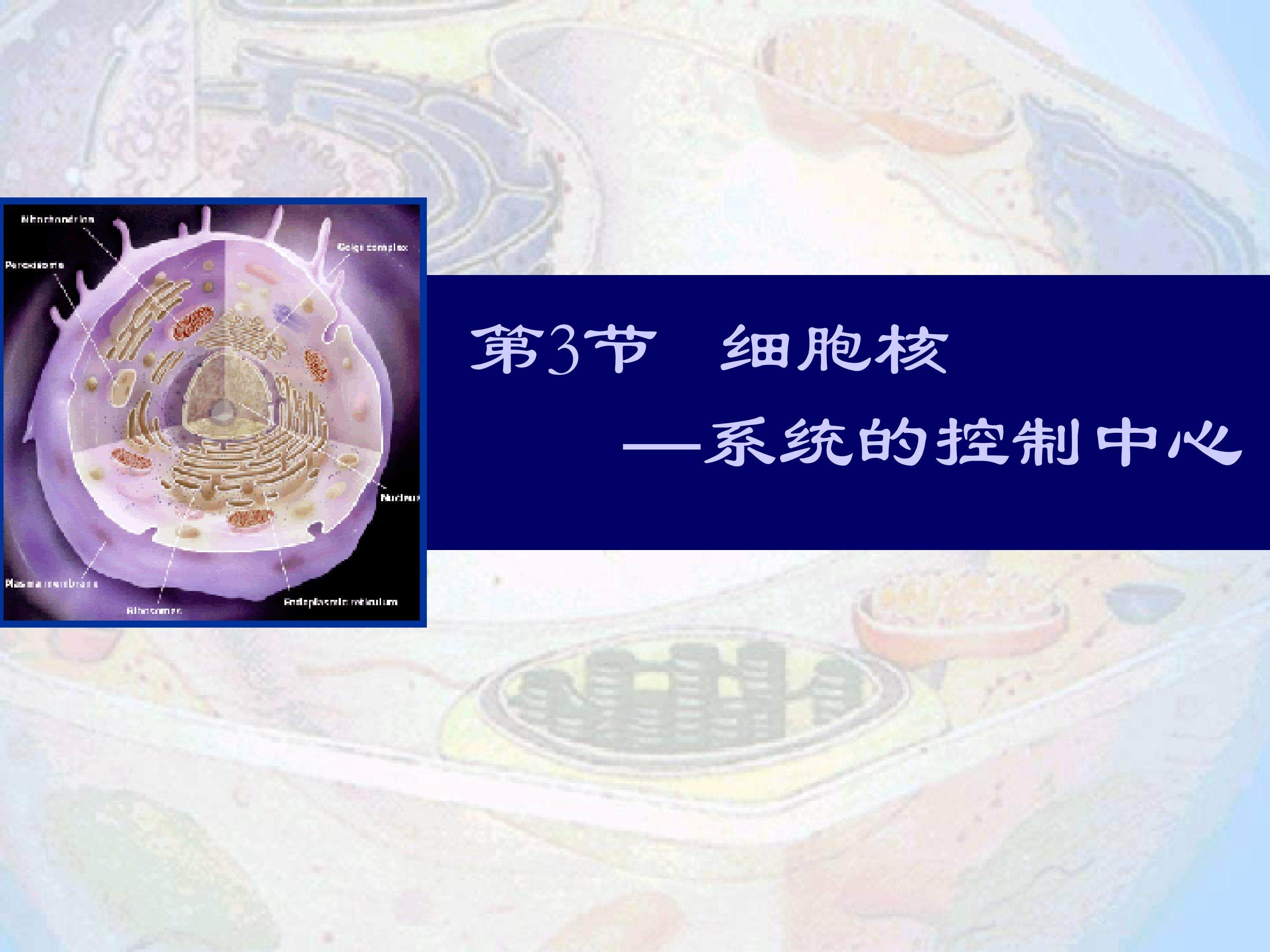 细胞核--系统的控制中心