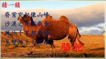 16* 找骆驼
