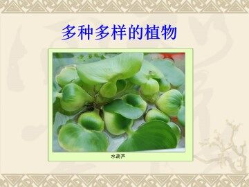 多种多样的植物_课件1