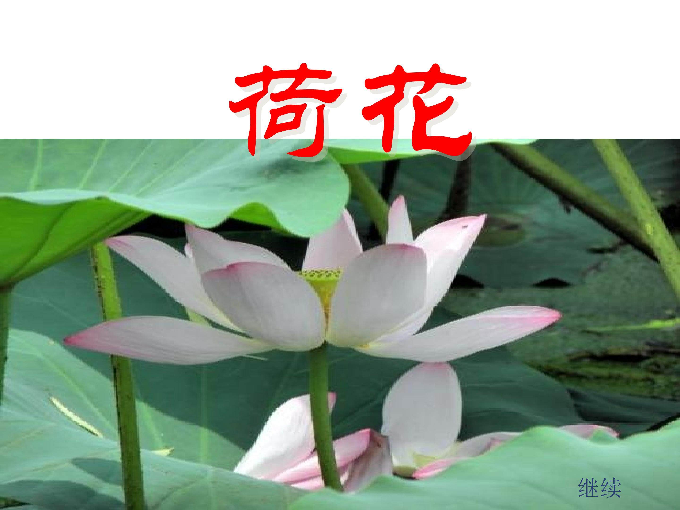 荷花