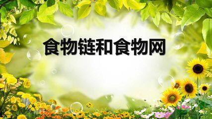 食物链和食物网