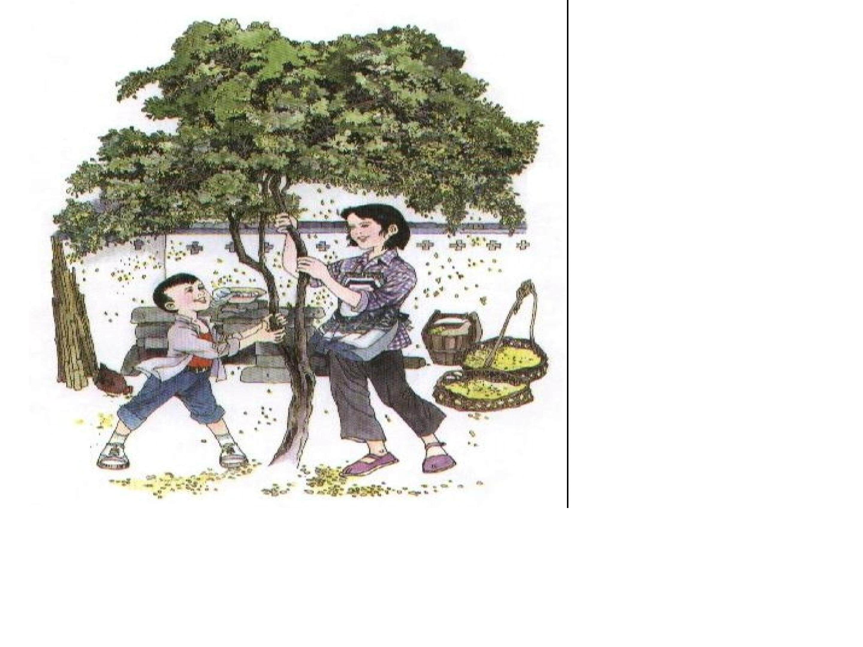 《桂花雨》PPT教学课件