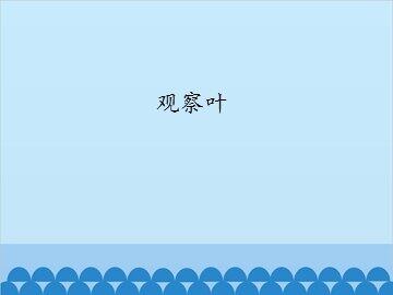观察叶_课件1