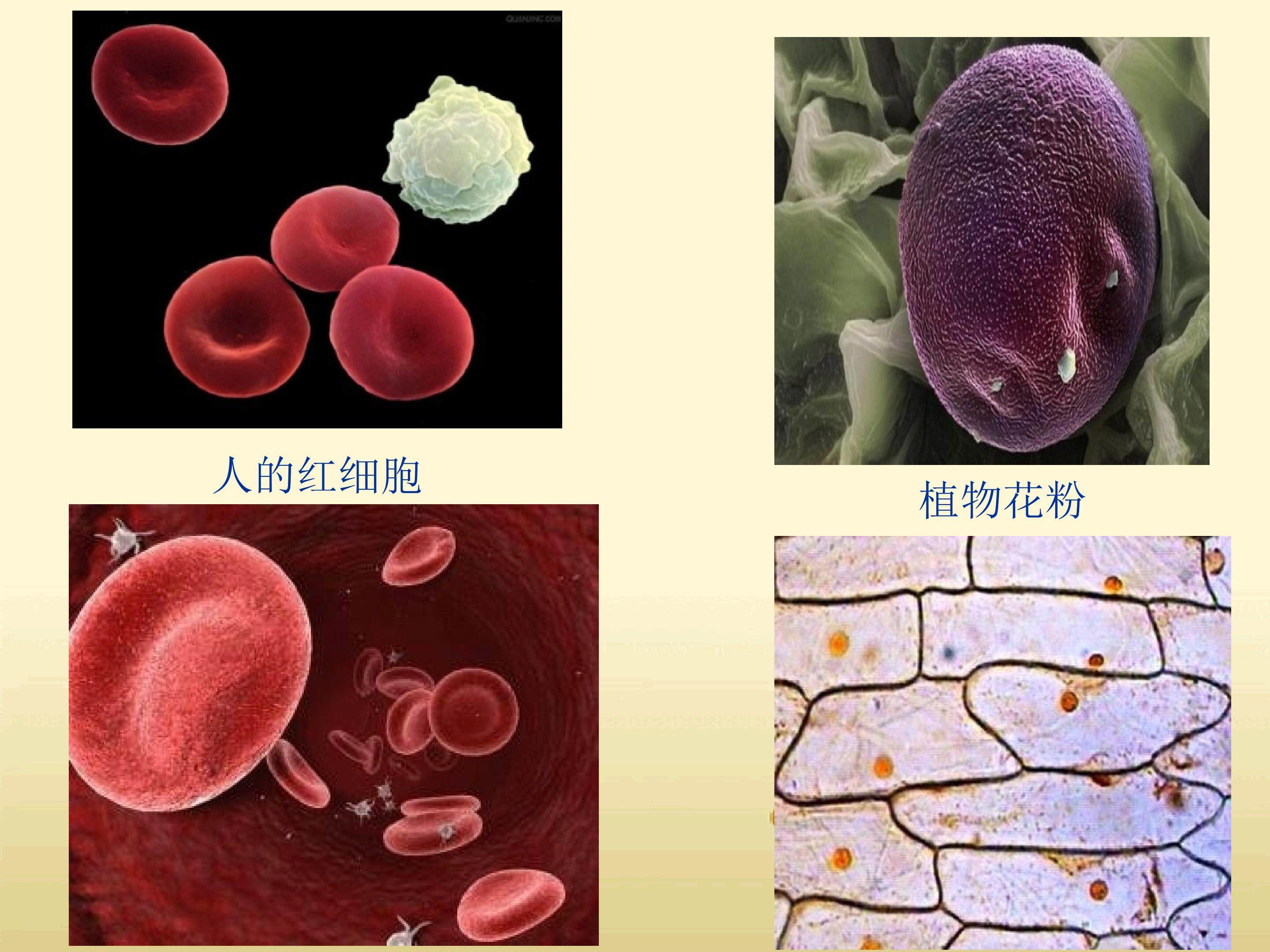 练习使用显微镜_课件1