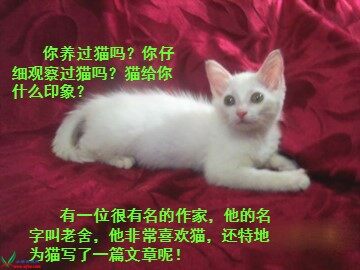 15 猫