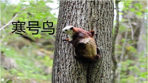 13  寒号鸟