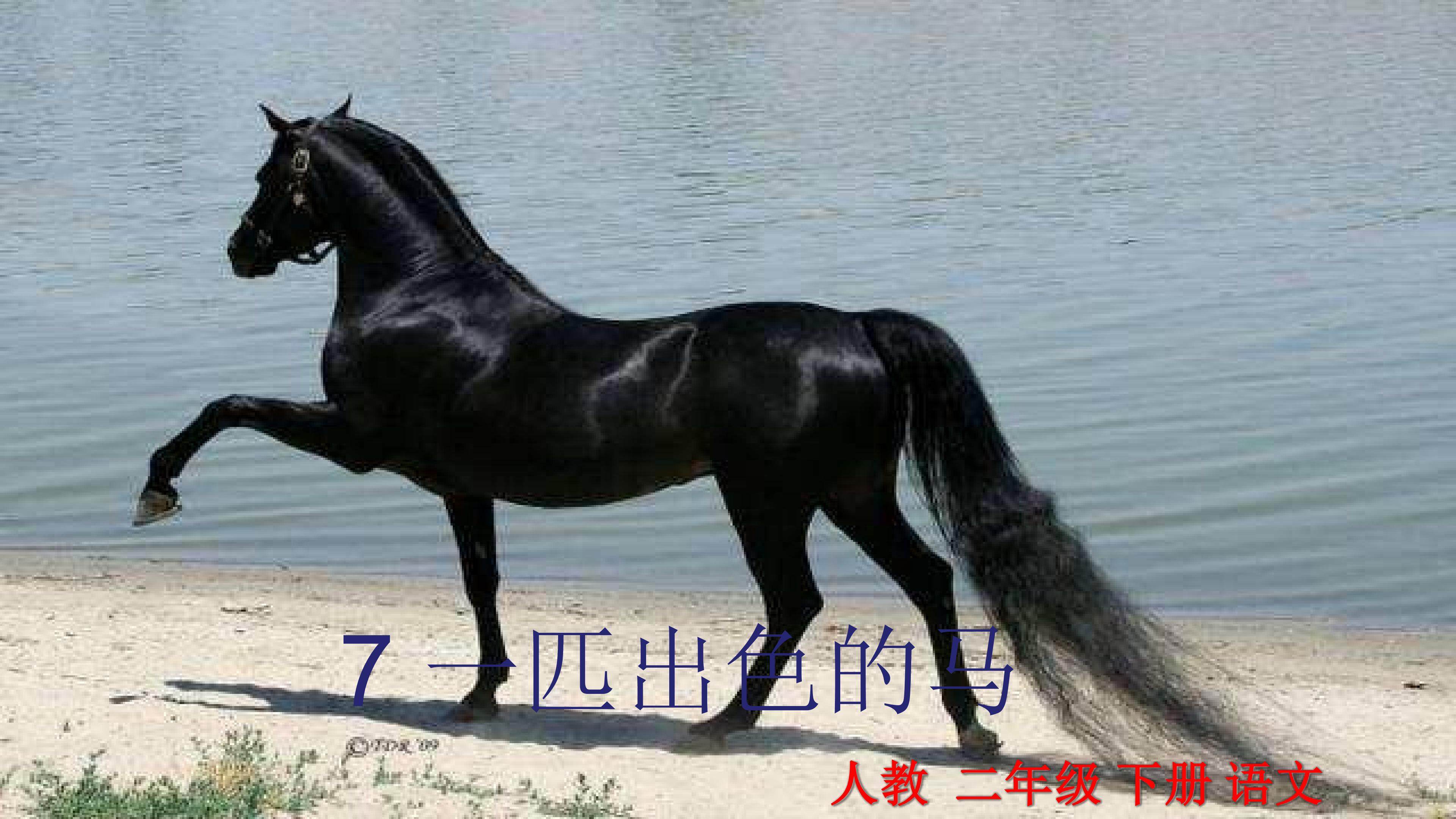 一匹出色的马