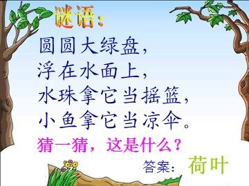 14 荷叶圆圆 