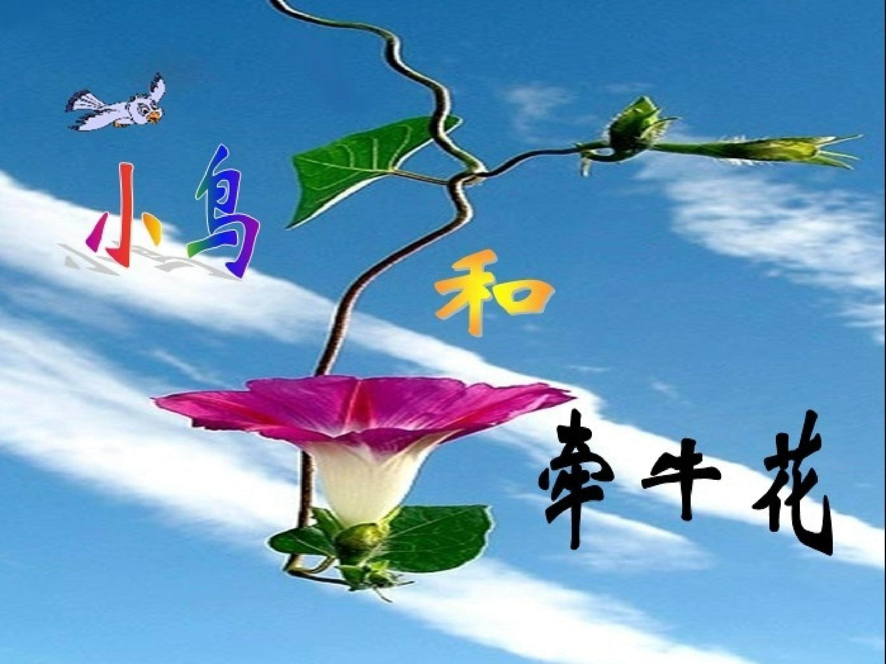 小鸟和牵牛花