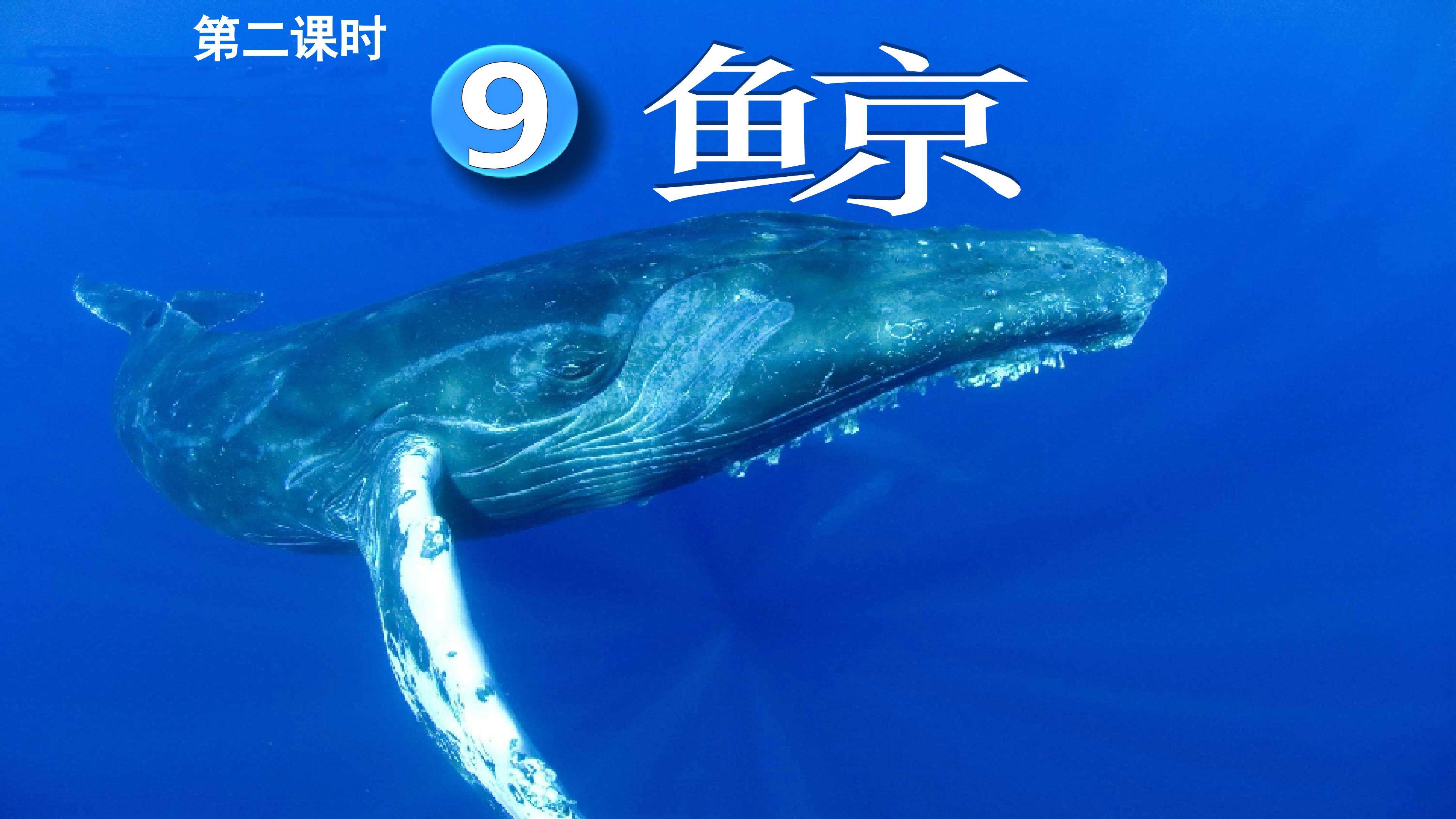 小语《鲸》